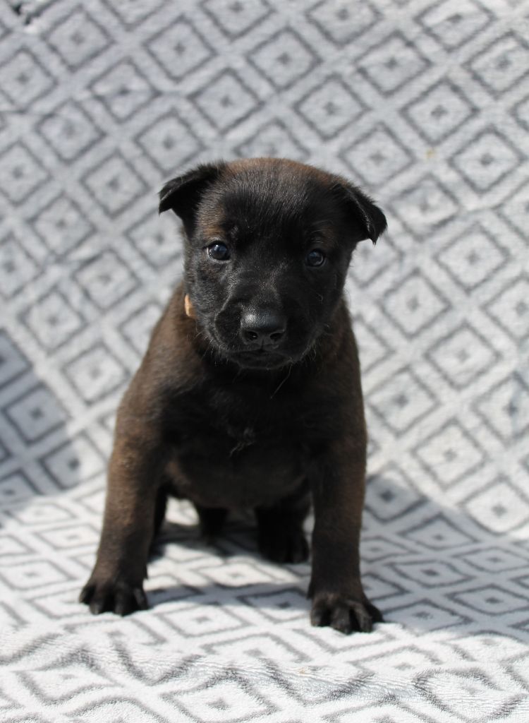 Du Domaine De Nic-max - Chiots disponibles - Berger Belge