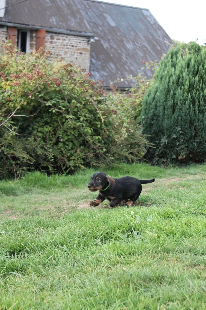 Du Domaine De Nic-max - Chiots disponibles - Teckel poil dur