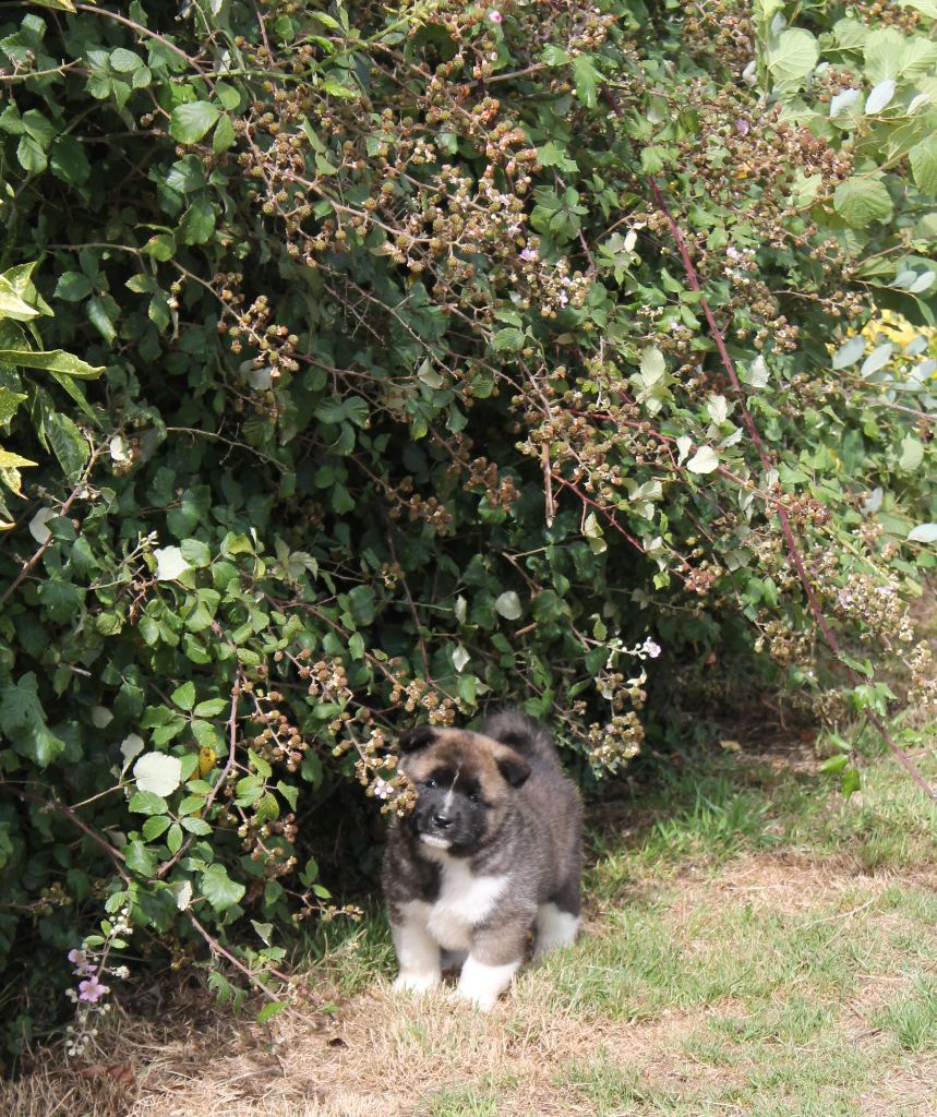 Du Domaine De Nic-max - Chiots disponibles - Akita americain
